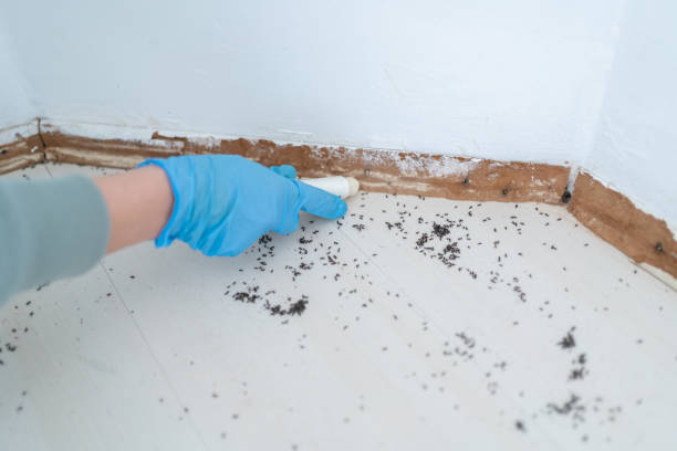 Best Emergency Pest Control  in Rogers, AR